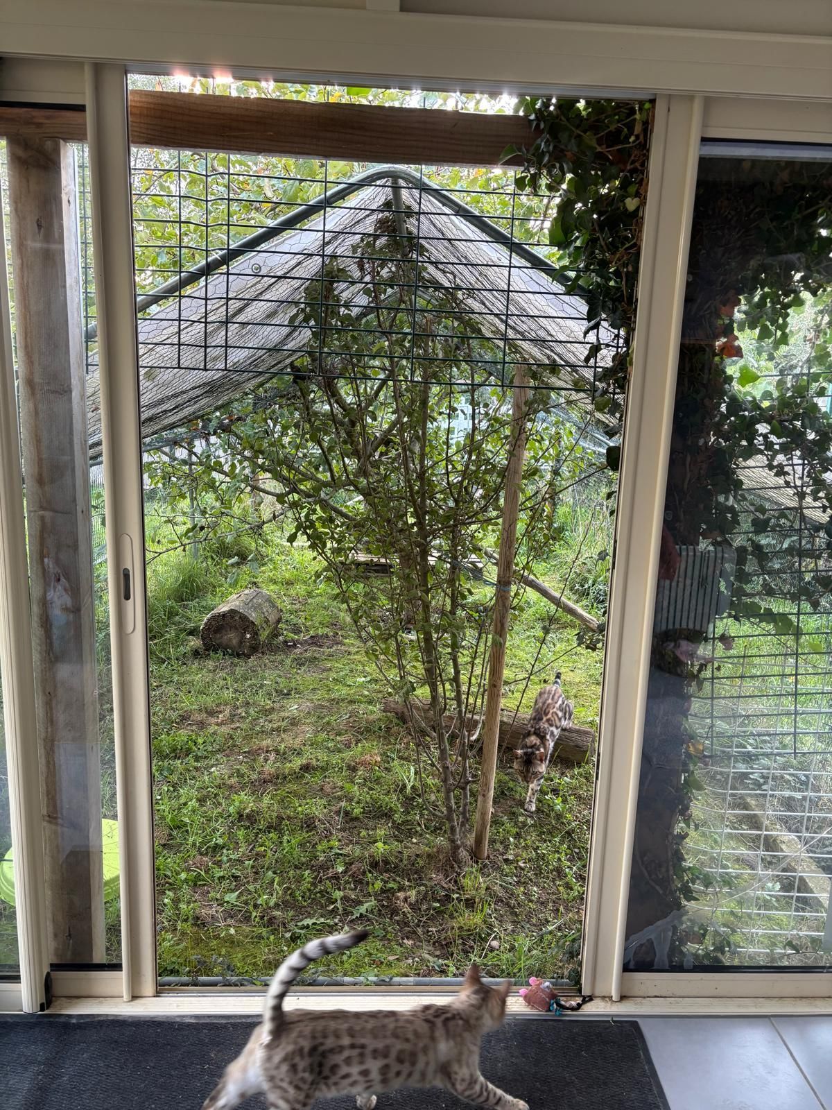 Chat entrant dans un catio, un enclos extérieur grillagé avec un toit vert, dans un jardin luxuriant.