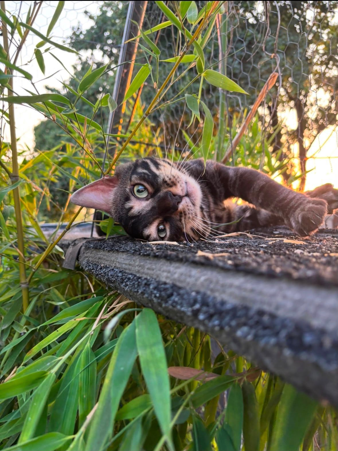 Un chat est assis sur une branche d'arbre avec la bouche ouverte.