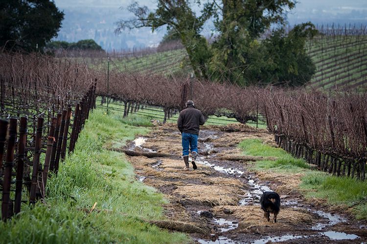 Person walking a muddy vineyard path with a small black dog nearby, rows of bare vines on both sides.