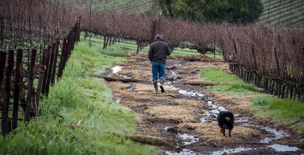 Person walking two dogs on a muddy vineyard path lined with bare vines