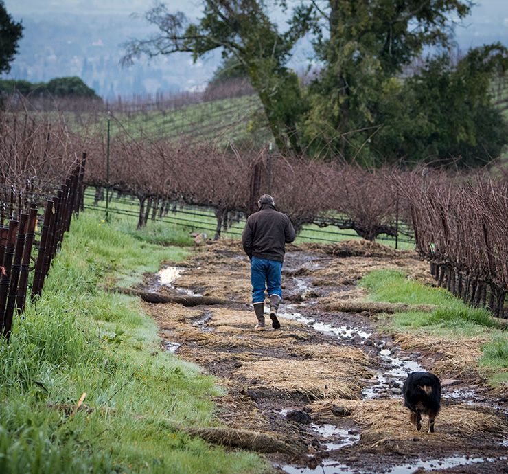 Person walking down a muddy vineyard path with a small dog nearby