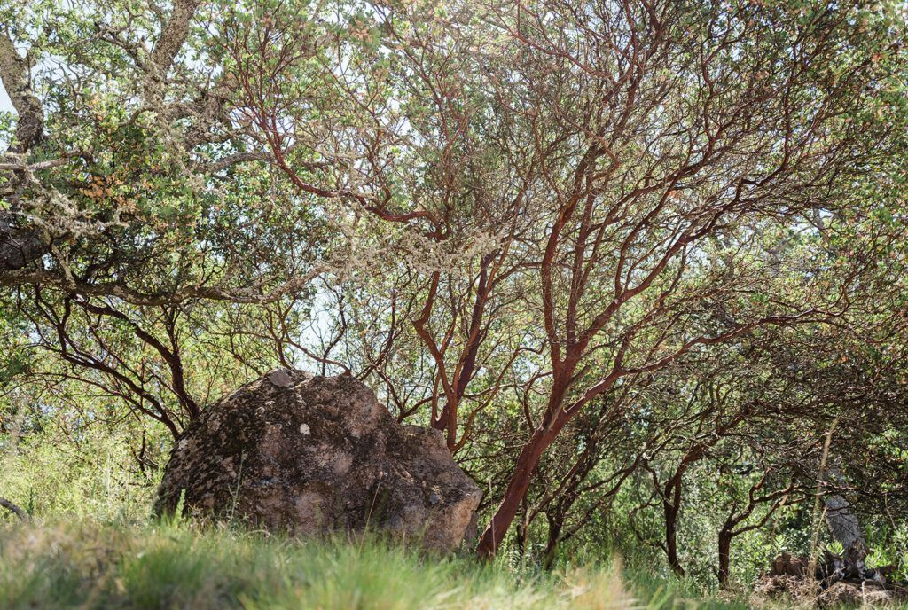Shrubs and trees in a grassy woodland, with a large dark rock beneath the branches