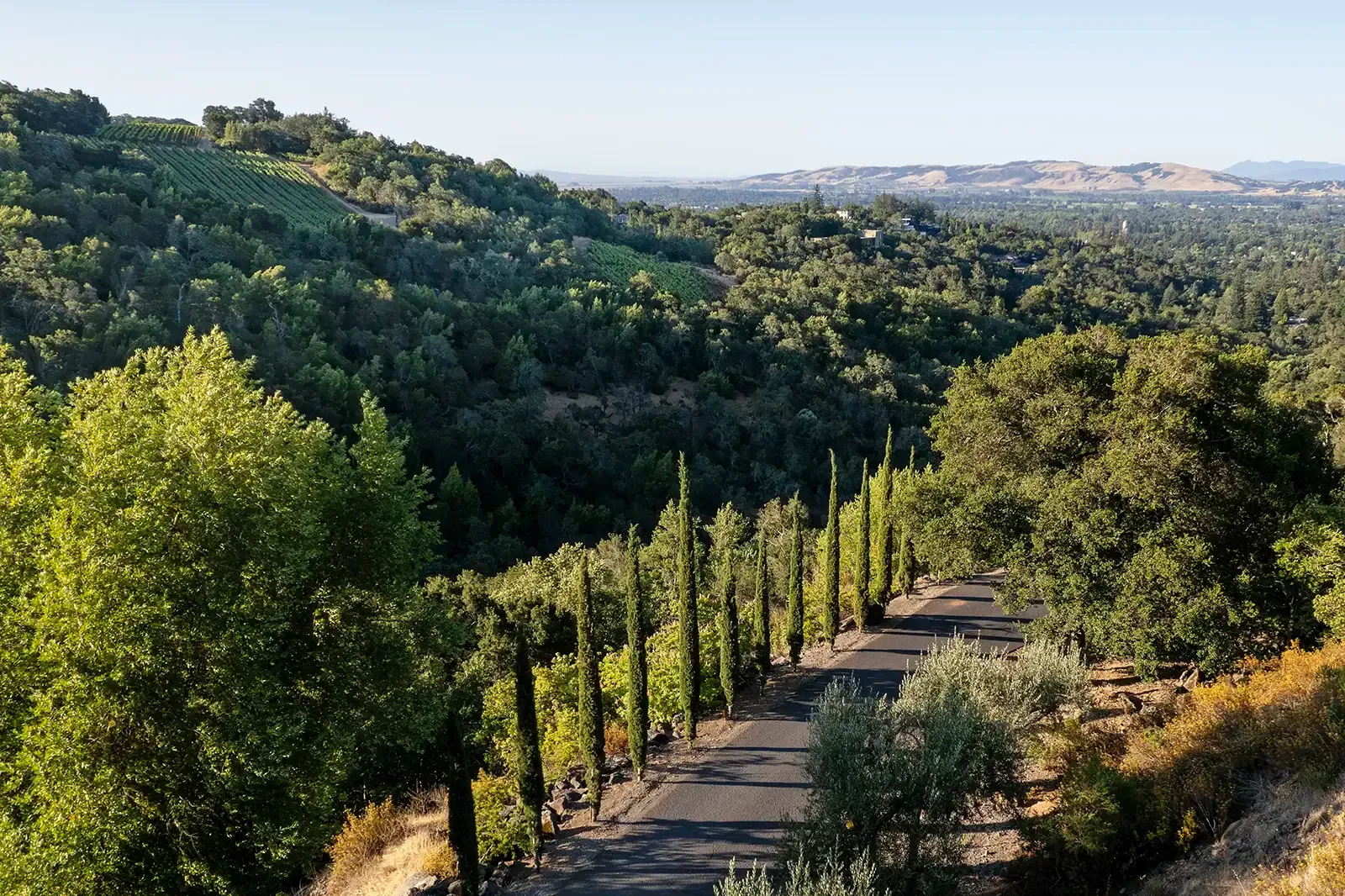 Sunlit hillside vineyard with winding road and rows of trees overlooking a green valley