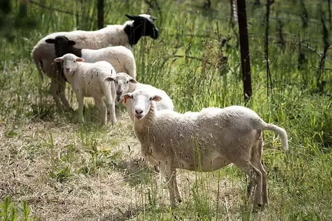 Sheep grazing in a grassy field near a fence