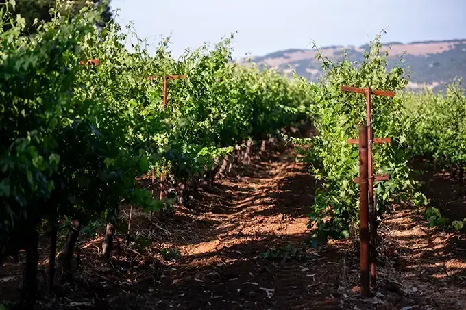 Rows of green grapevines on a dirt path in a sunny vineyard with hills in the background