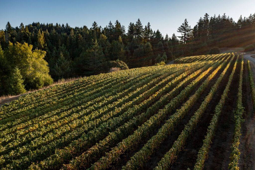 Sunlit vineyard rows stretching toward a tree-lined horizon at sunset
