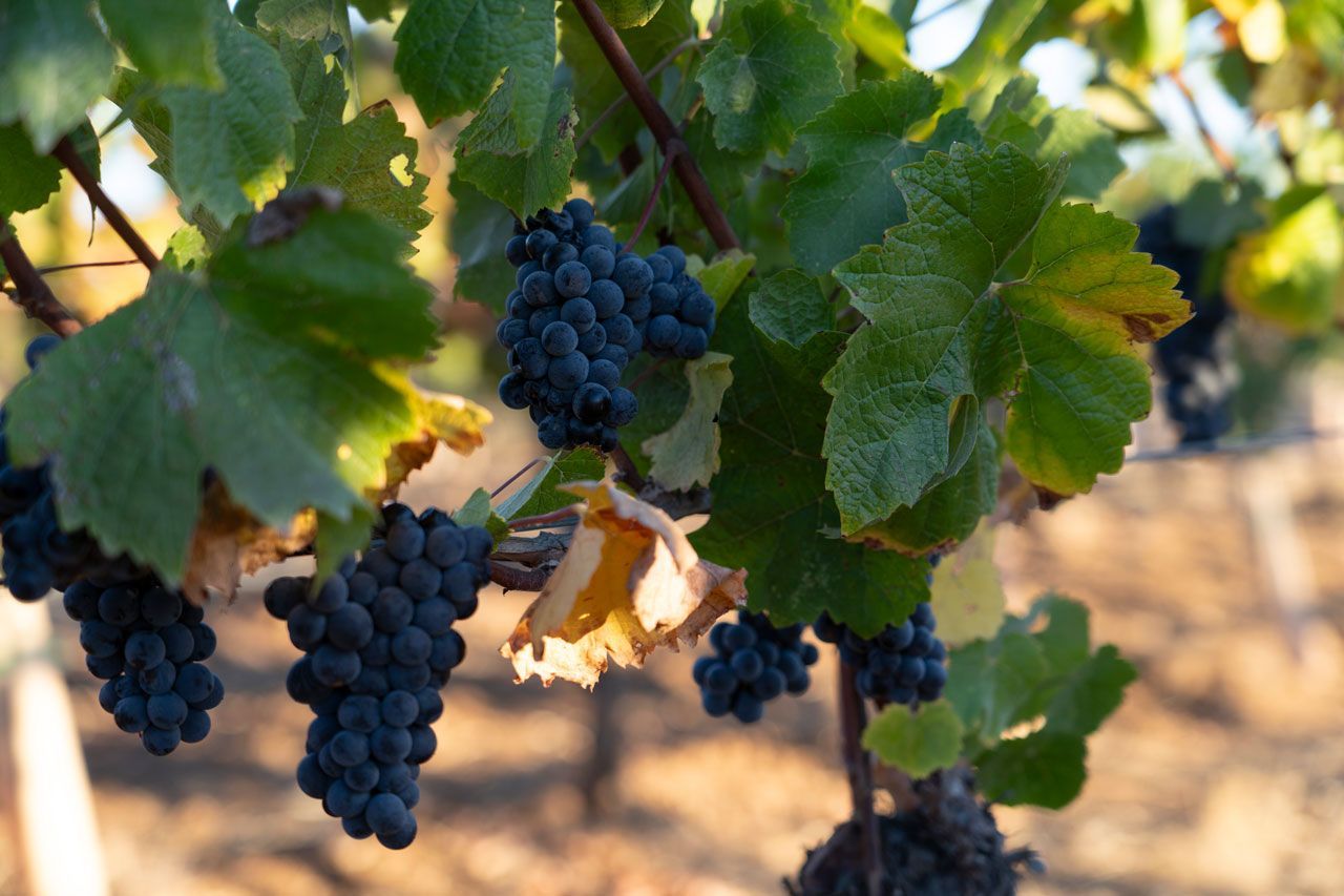 Clusters of ripe dark grapes hanging on a vine among green leaves in a sunlit vineyard