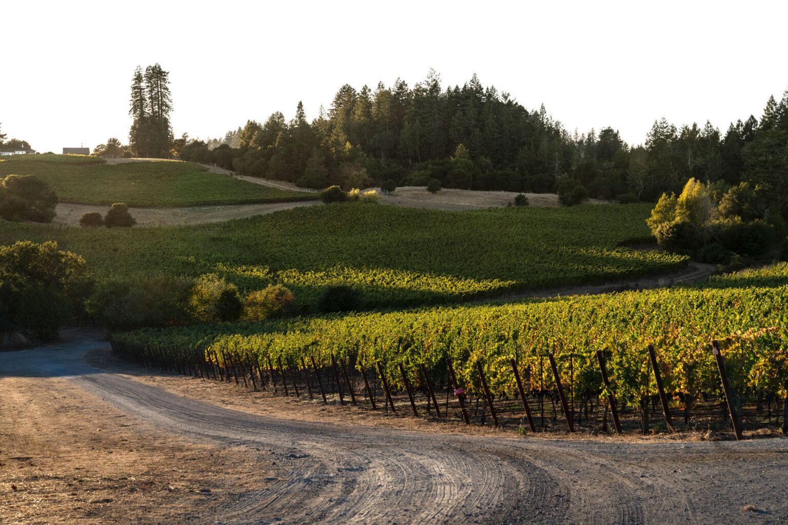 Curving dirt road beside sunlit vineyard rows and rolling green hills at sunset