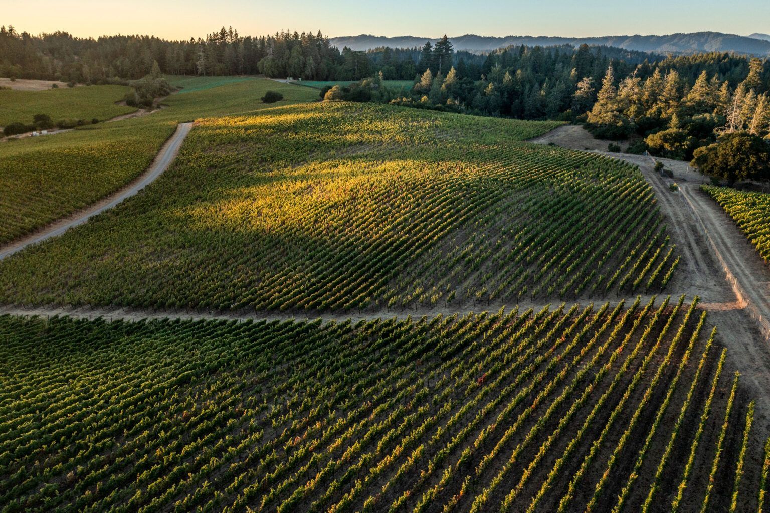 Aerial view of a rural field with diagonal crop rows, dirt roads, and trees at sunset