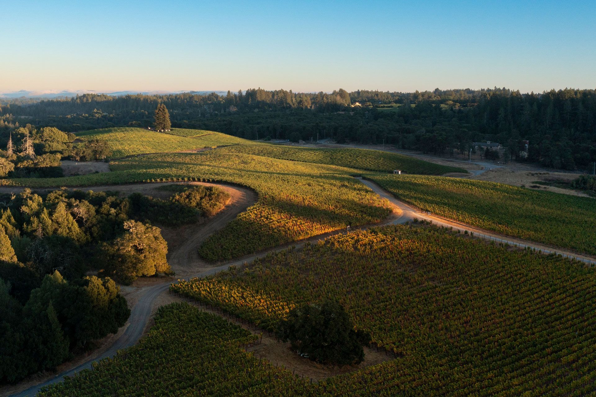 Sunlit winding dirt roads through green fields and trees at sunset