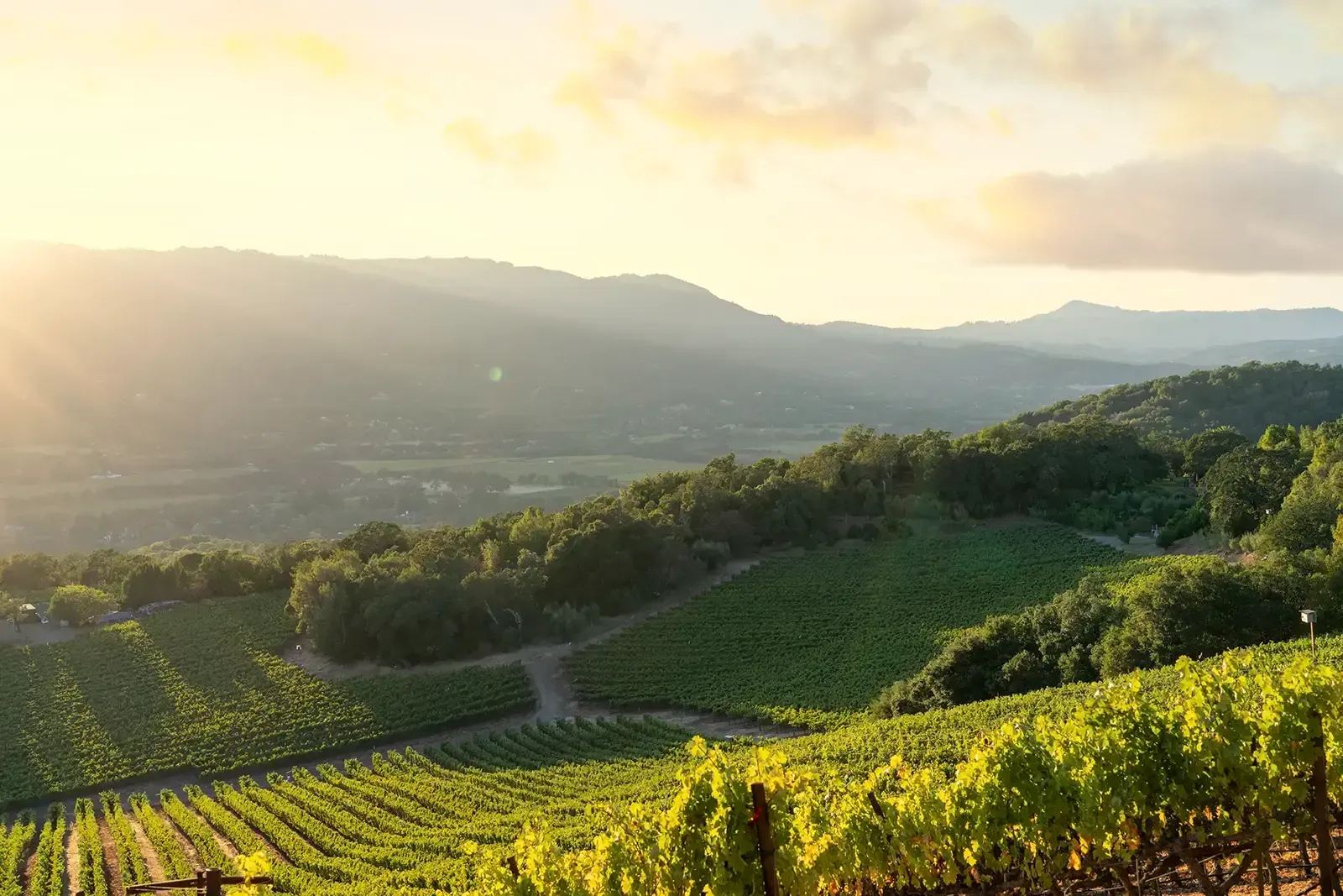 Sunlit vineyard hills at sunrise with rows of green vines and distant mountains