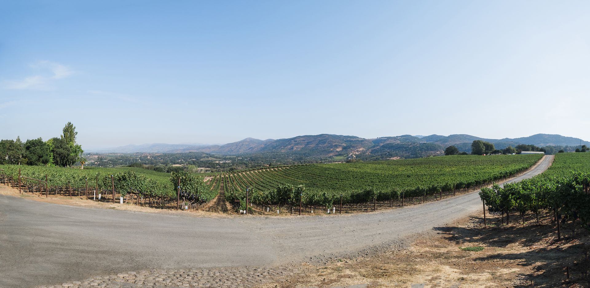Curving dirt road beside green vineyards under a clear blue sky with distant hills