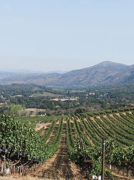 Vineyard rows stretching toward distant green hills under a clear blue sky