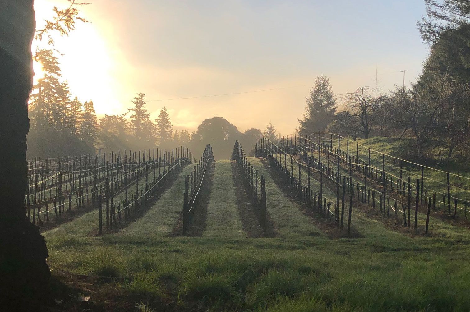 Foggy vineyard rows at sunrise with tall trees in the background