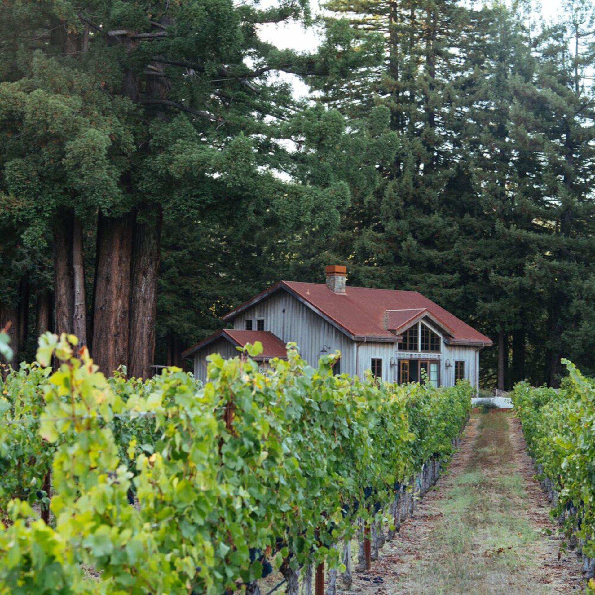 Small house beside a vineyard with rows of grapevines and tall trees in the background