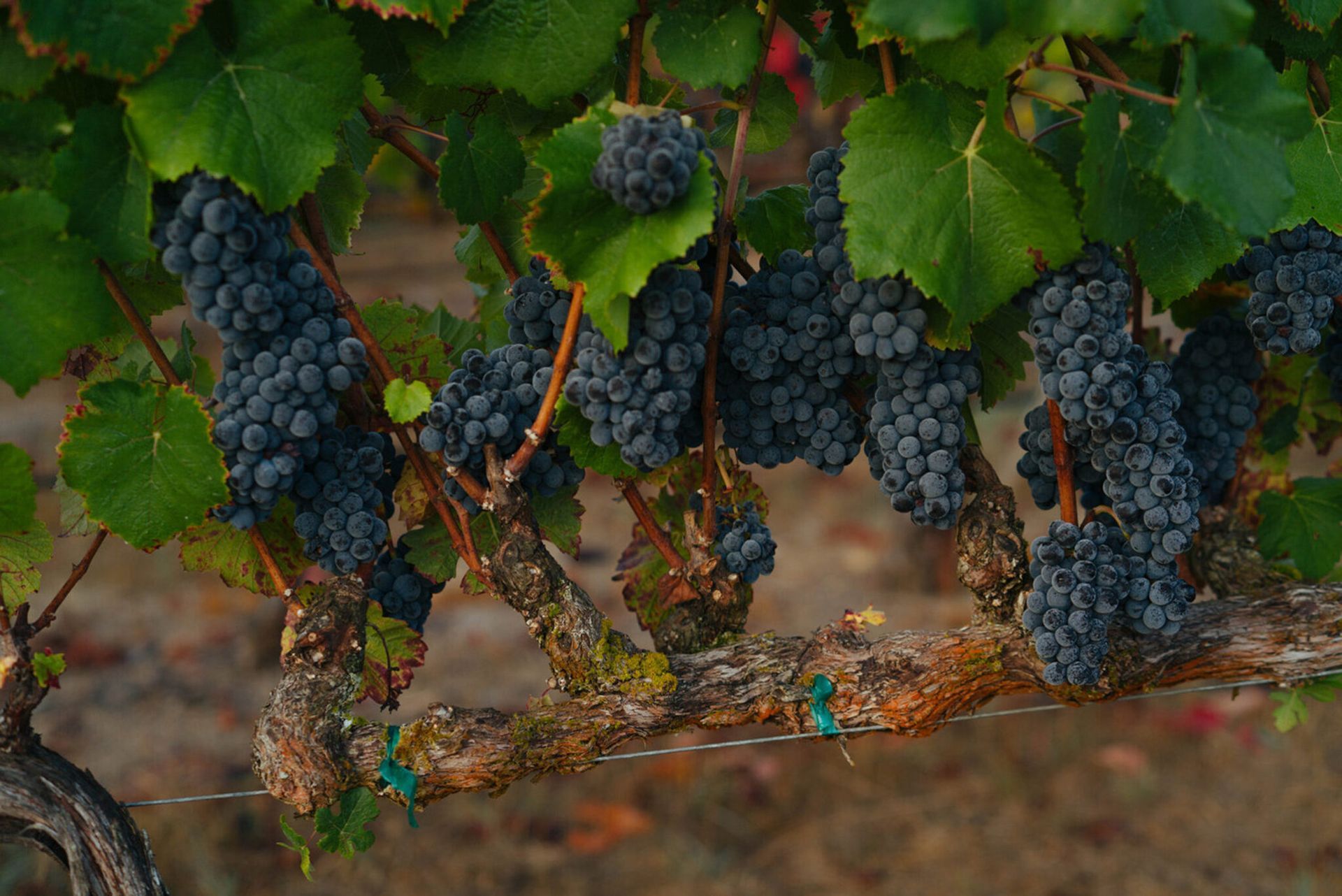 Clusters of dark grapes hanging on a vine with green leaves and dry stems