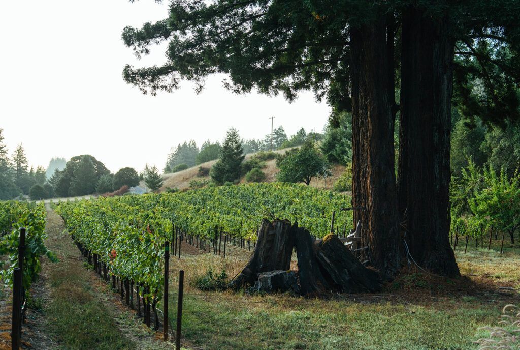 Vineyard rows beside a large tree in a grassy rural field