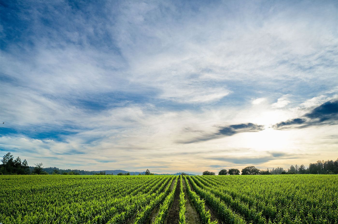 Rows of green crops stretching across a खेत under a wide, cloudy sky at sunrise
