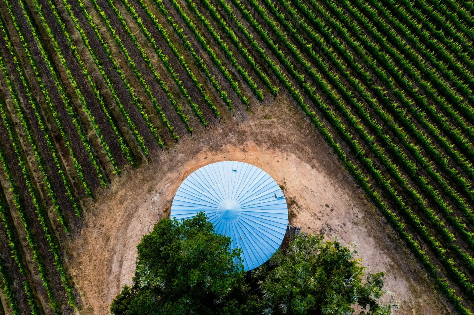 Aerial view of a blue-roofed structure amid rows of green crops and a dirt clearing.
