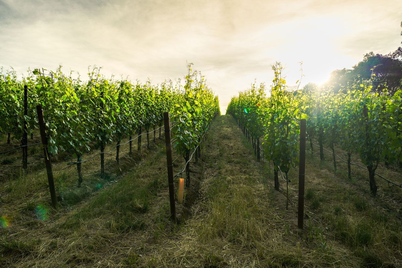 Sunlit vineyard rows stretching into the distance under a bright sky
