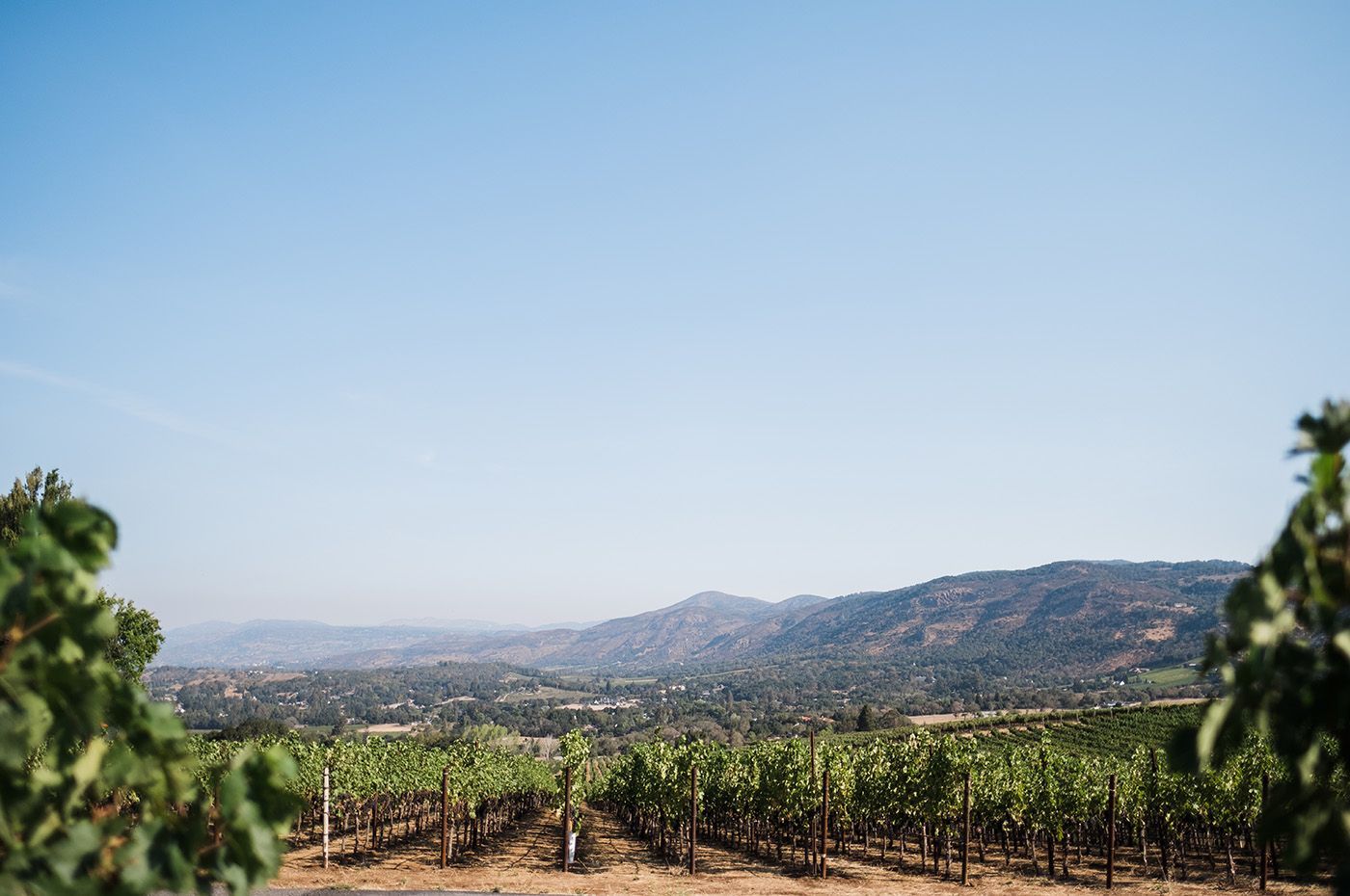 Vineyard rows in the foreground with hills and a clear blue sky in the distance