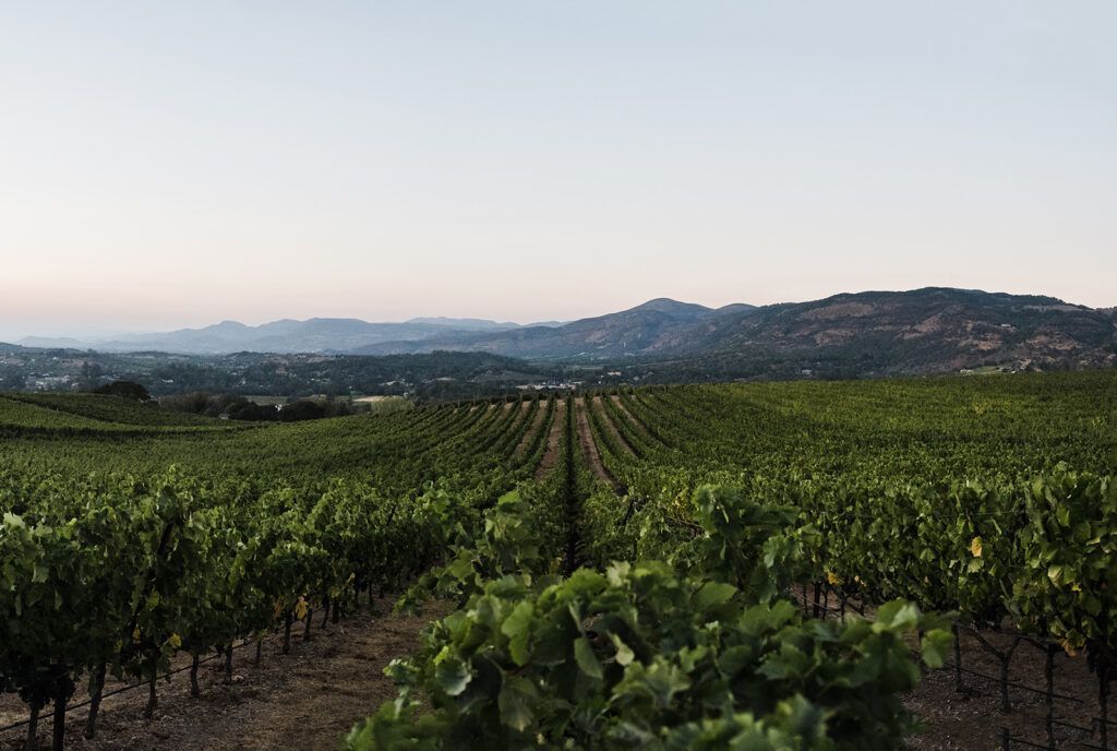Vast green vineyard rows stretch toward distant hills under a clear sky at sunset.