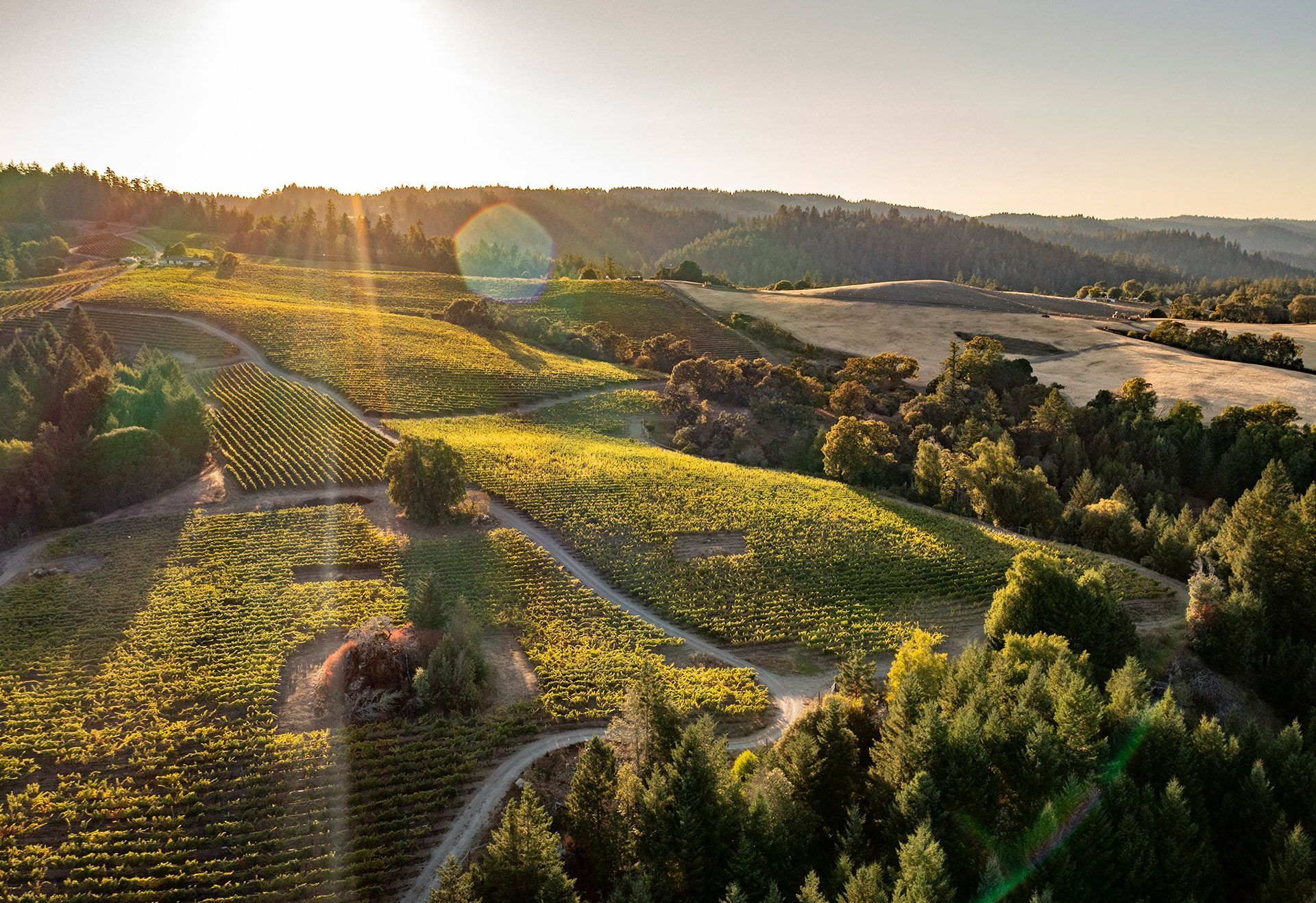 Sunlit vineyard rows on rolling hills beside a river at sunset