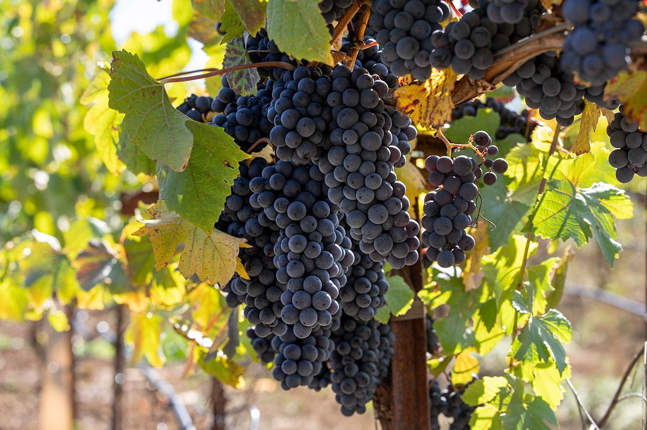 Clusters of dark grapes hanging on a vine in a sunlit vineyard