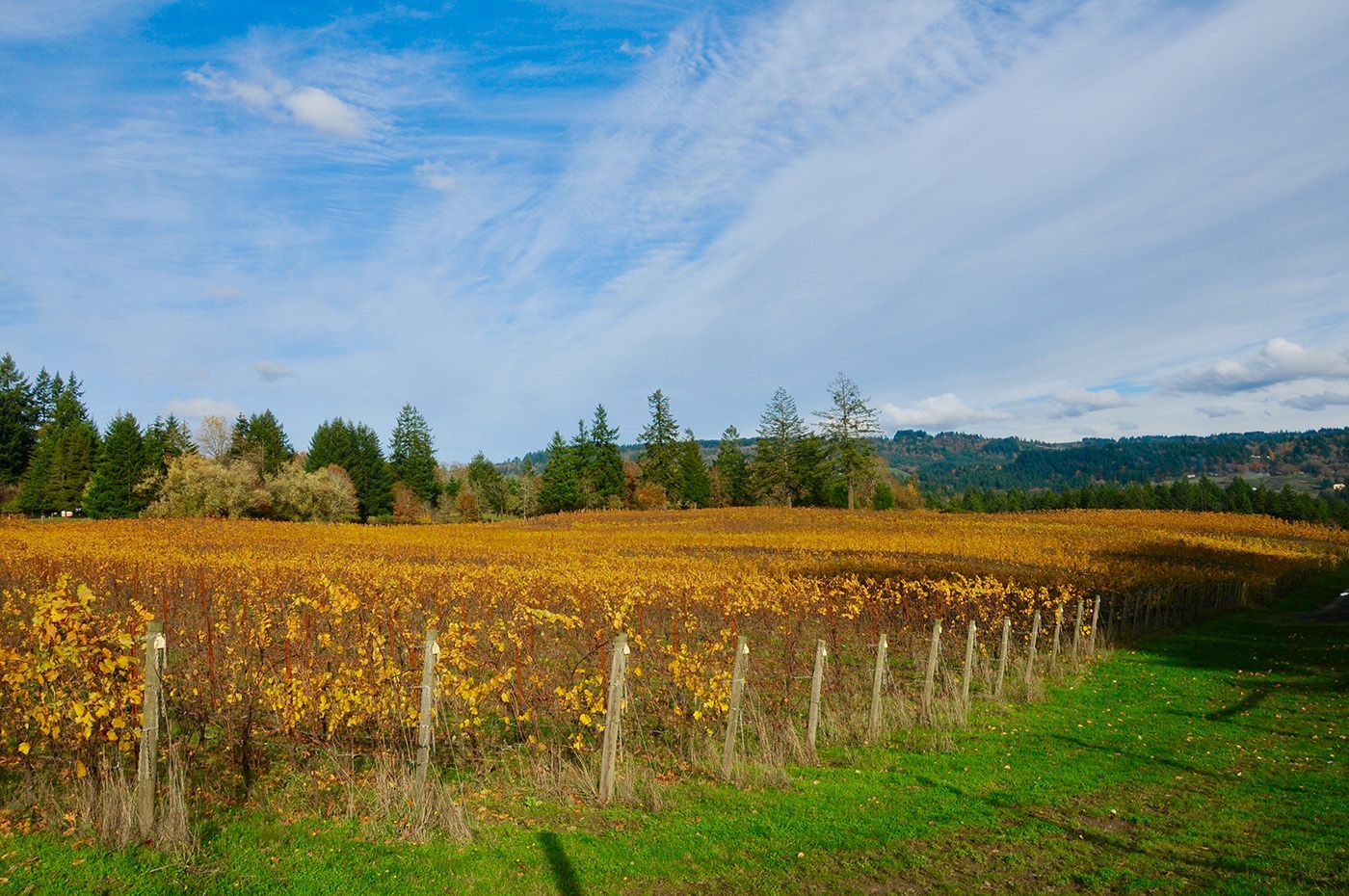 Golden vineyard rows under a blue sky, with green grass and distant trees on a hillside.