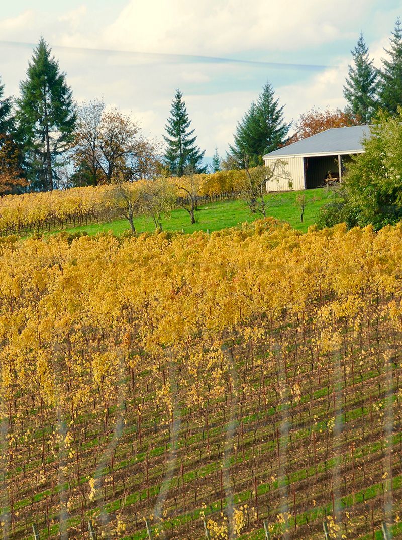 Autumn vineyard with golden rows, green grass, tall trees, and a small white shed under a cloudy sky
