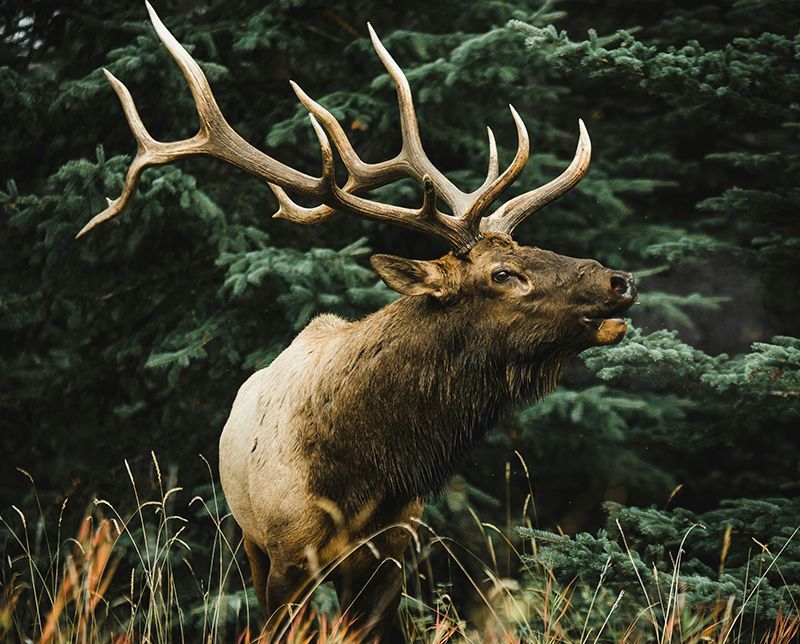 Majestic elk standing in a quiet forest clearing, symbolizing strength, peaceful remembrance, and natural serenity.