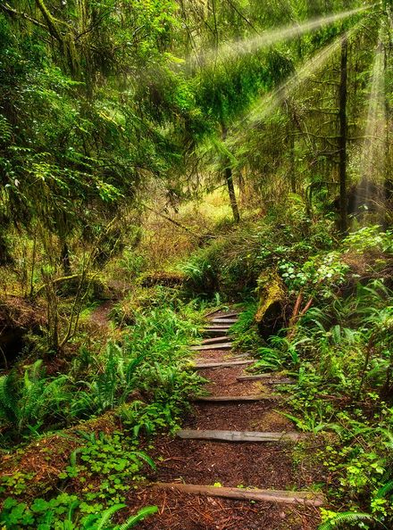 Quiet redwood trail providing a tranquil natural setting that encourages reflection and emotional healing.
