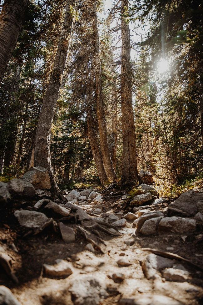 Sunny California landscape with tall trees offering a serene, calming view that supports peaceful remembrance.