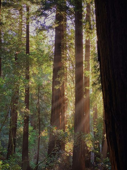 The sun is shining through the trees in the forest