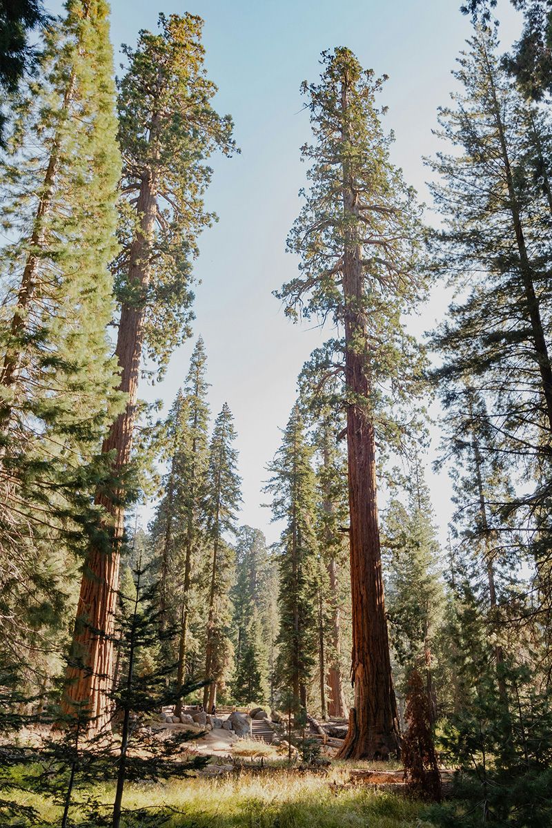 Sunlit redwoods forming a serene natural landscape reflecting peace, renewal, and quiet remembrance.