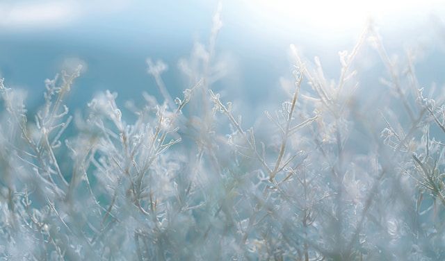 Frost-covered plants glowing in soft winter sunlight for cremation services in Novato, CA.