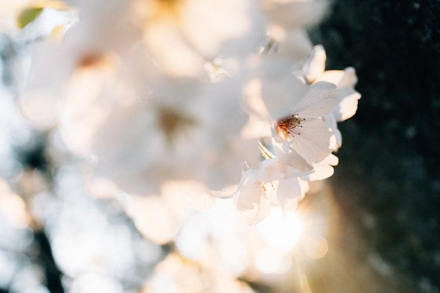 Soft white blossoms glowing in sunlight for cremation services in Petaluma, CA.