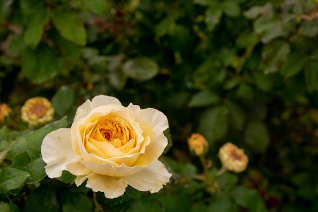 funeral homes Novato, CA