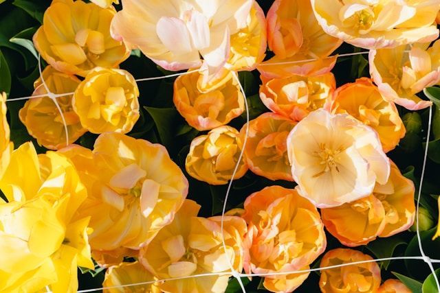 Bright yellow and orange tulips clustered together in soft natural light, funeral homes Novato, CA