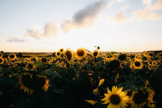 Sunflower field glowing in warm sunset light near funeral homes in Novato, CA.