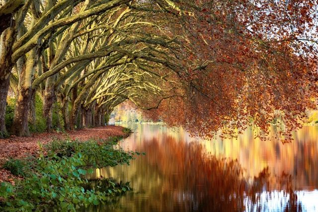 Tree-lined waterfront with autumn foliage near funeral homes in Petaluma, CA.