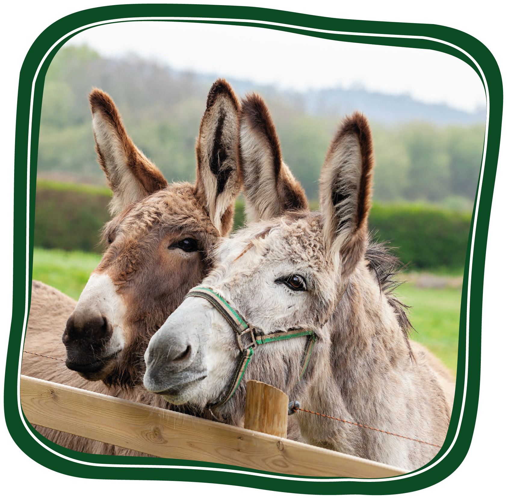 Adopt A Donkey Adopt A Donkey