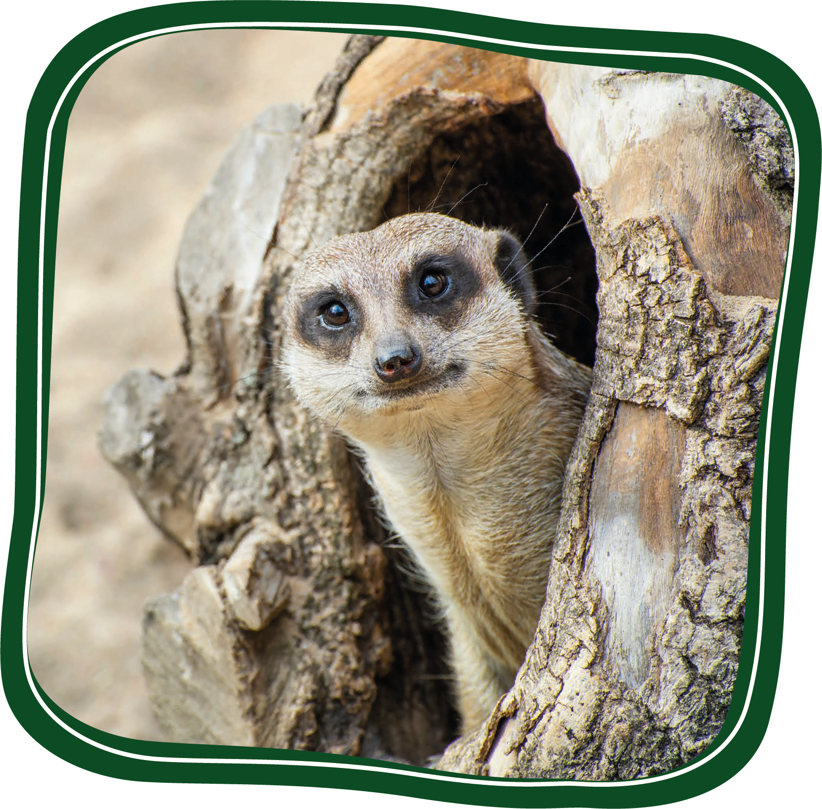 Adopt A Donkey Adopt A meerkat