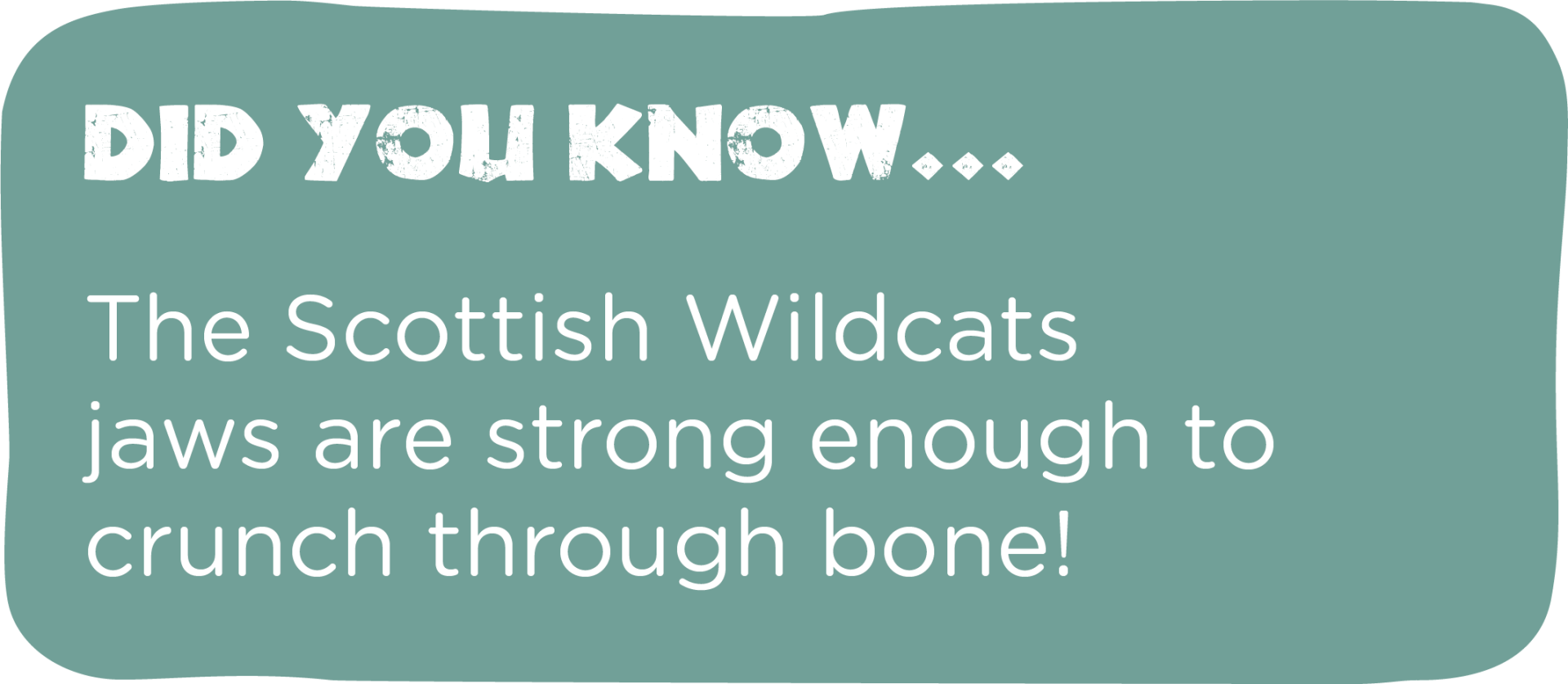 The scottish wildcats jaws are strong enough to crunch through bone.