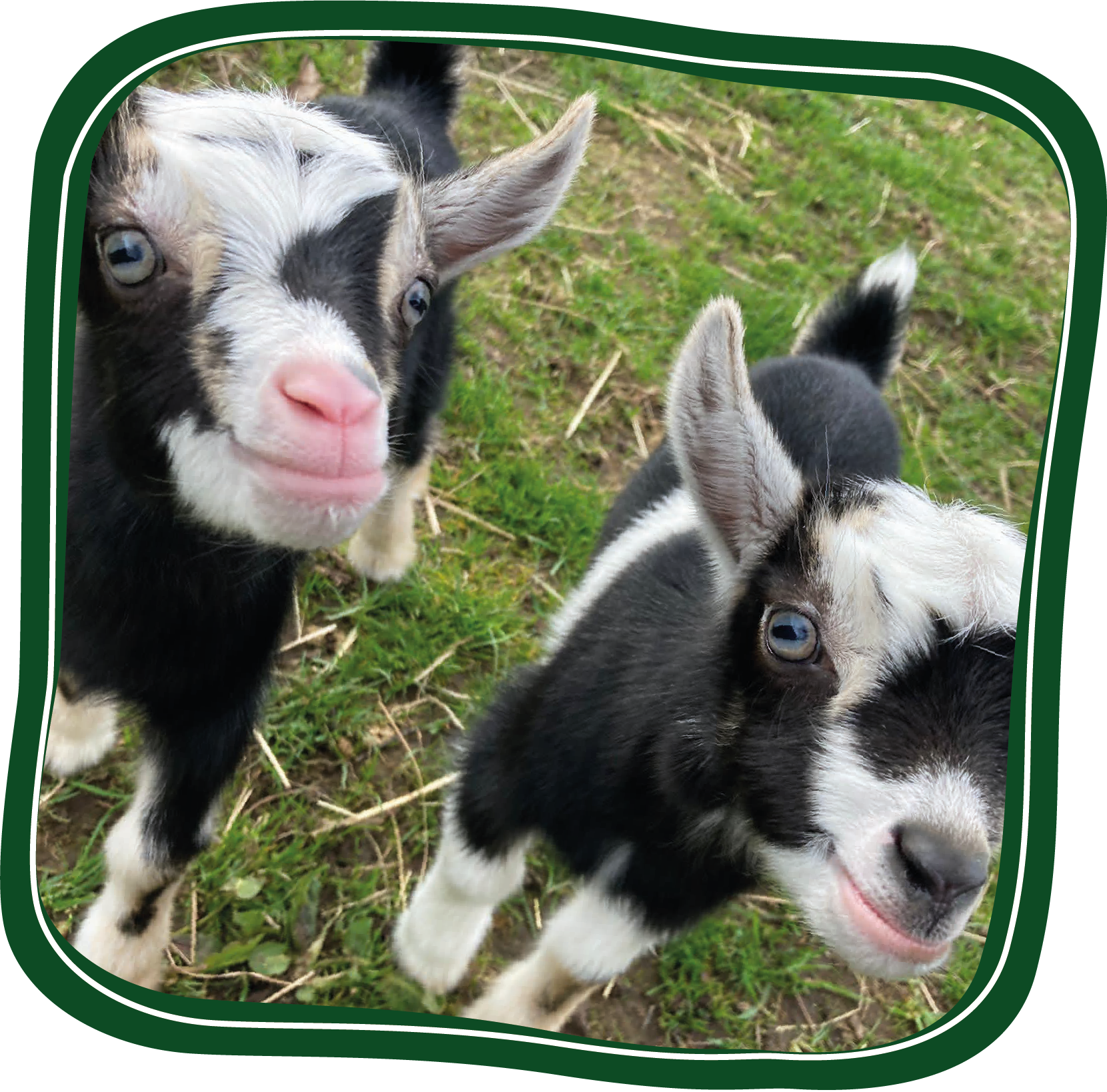 Adopt A Donkey Adopt A Donkey