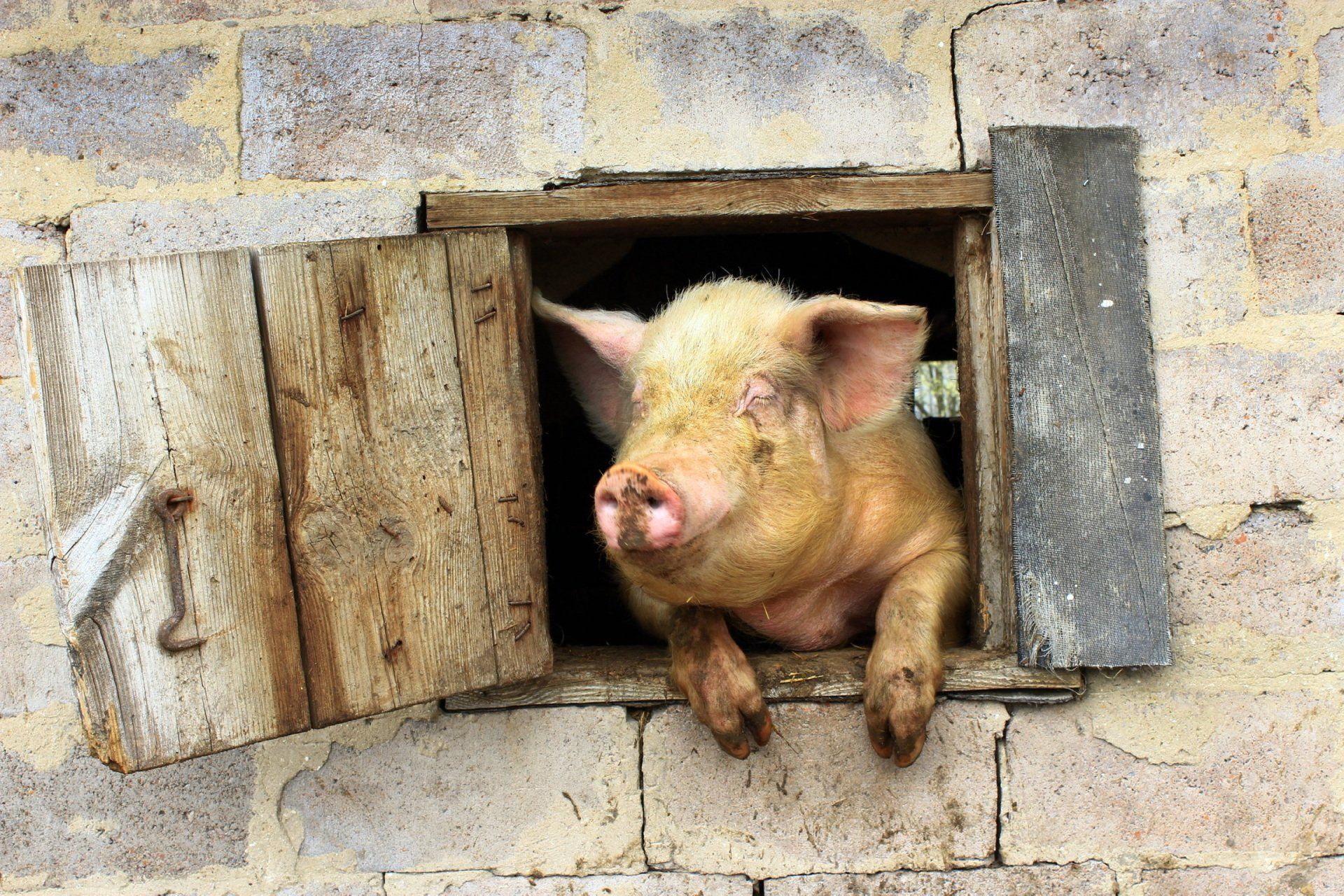 A pig is sticking its head out of a window.