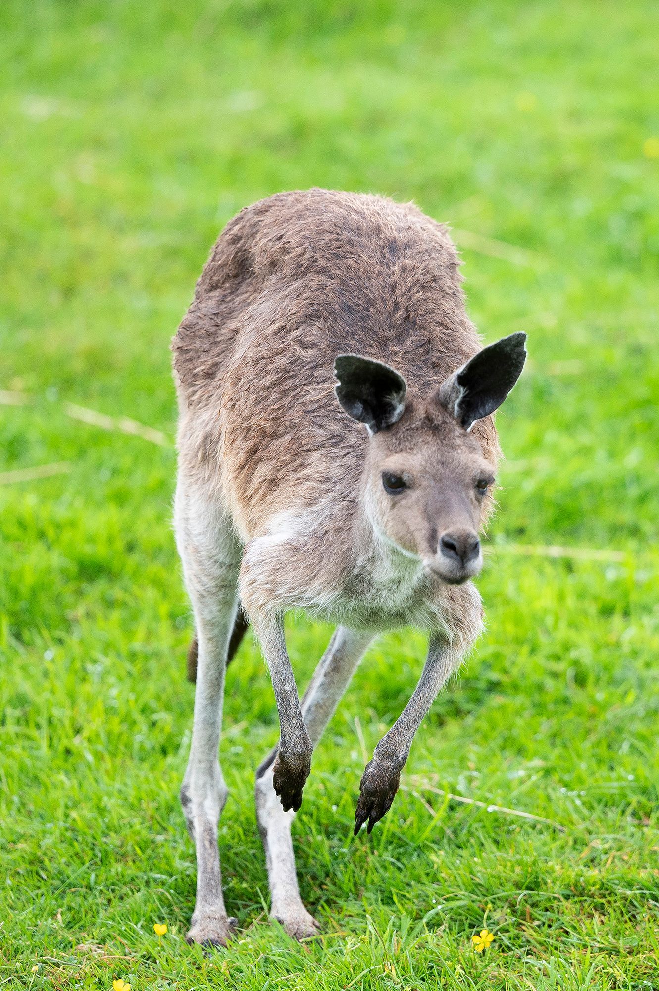 kangaroo at Auchigarrich wildlife park