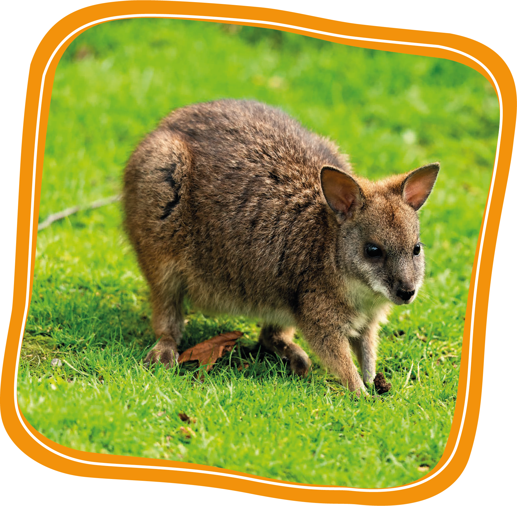 Adopt A Donkey Adopt A Donkey