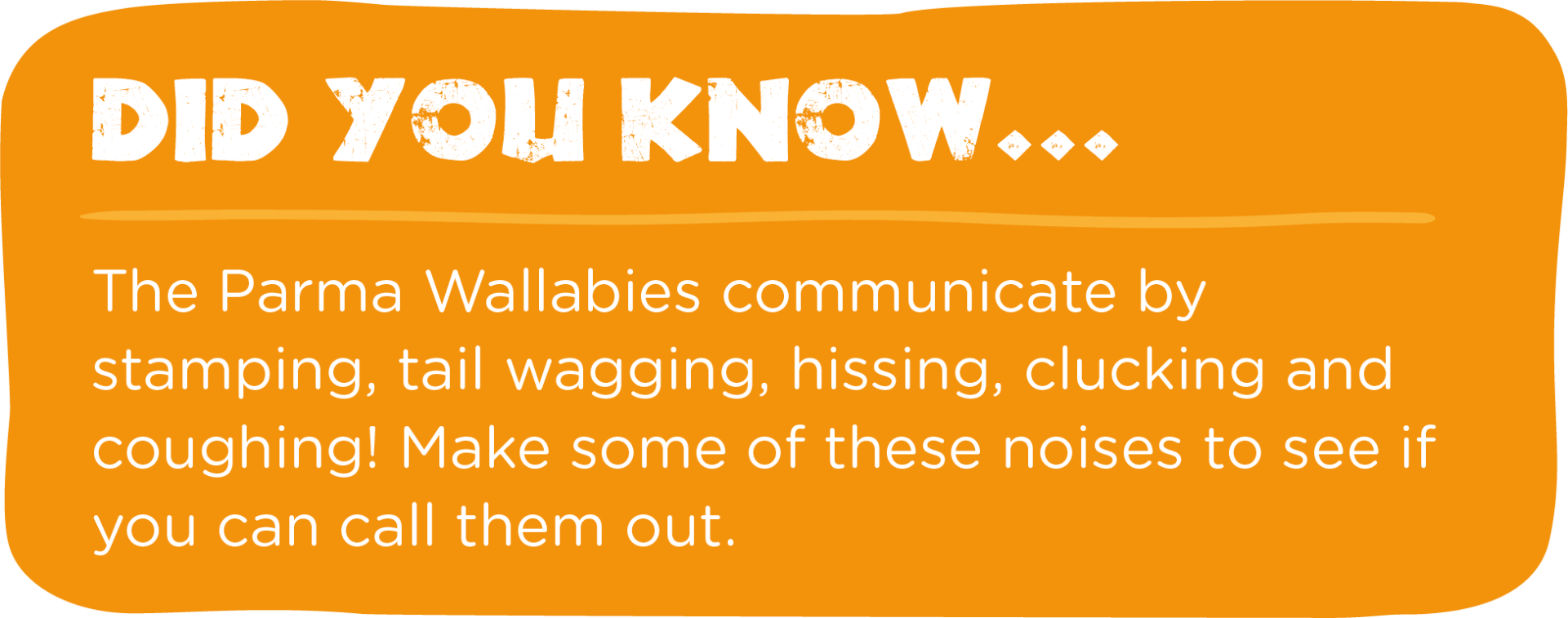 The parma wallabies communicate by stamping , tail wagging , hissing , clucking and coughing.