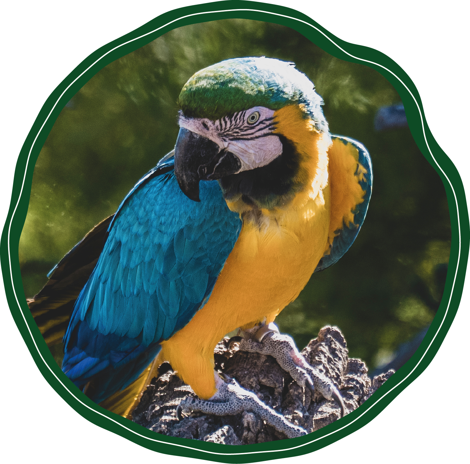 A blue and yellow parrot is sitting on a tree branch